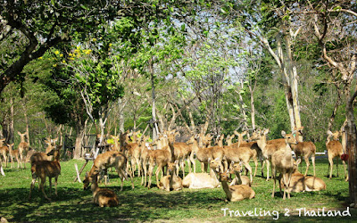 Deers in Sri Racha Open ZOO in Thailand Traveling in Thailand