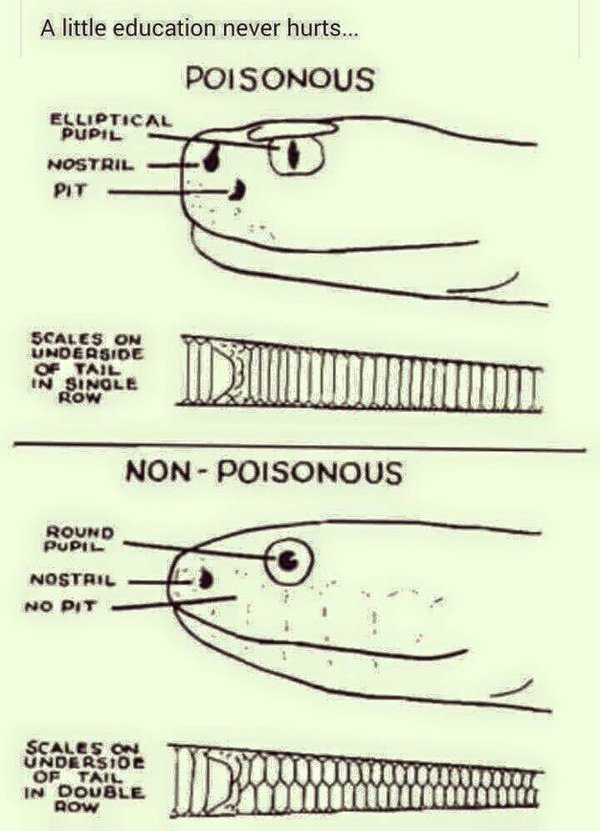 vs non fish living alongside wildlife this quot poisonous vs non vs non fish living alongside wildlife this quot poisonous vs non