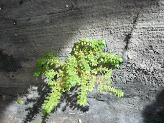 Pilea microphylla, Helecho arroz, Garrapatita, artillery plant, alabong, Xiao ye leng shui hua