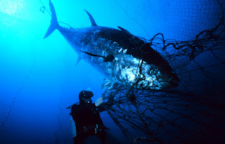 large tuna being caught in a net