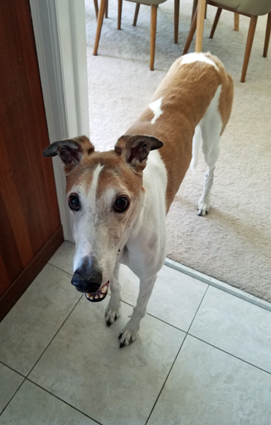 image of Dudley the Greyhound standing in the threshold between the dining room and the kitchen, looking up at me with perked-up ears