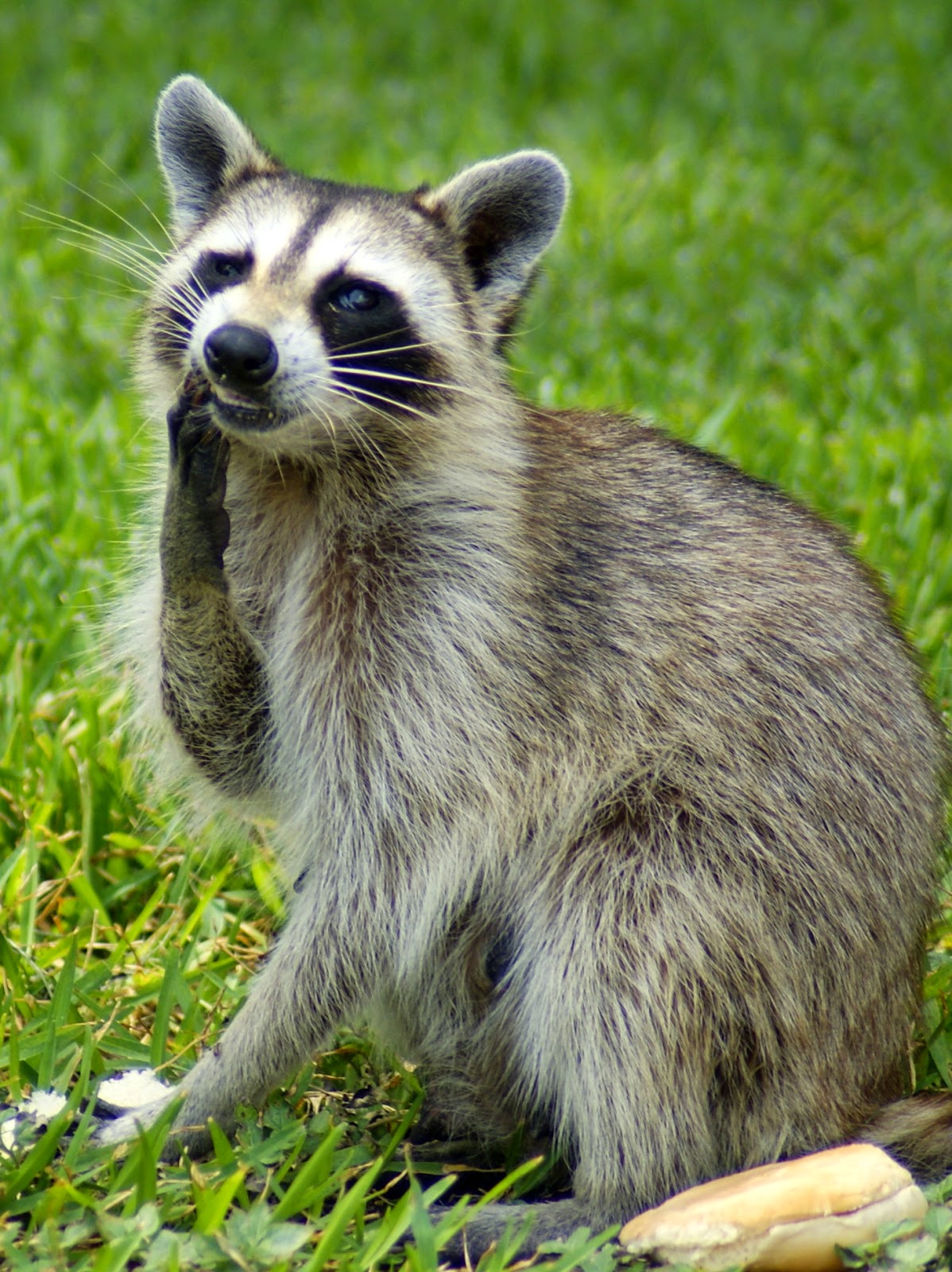 SE Texas Birding & Wildlife Watching: Wordless Wednesday: Raccoon ...