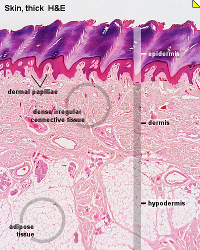 Naturally Thicken Skin Naturally Thicken Skin