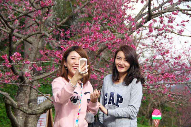 Oriental girls, selfie, cherry blossoms, smiles