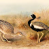 खरमोर पक्षी के बारे में जानकारी - Lesser Florican Facts in Hindi