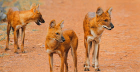 A pack of wild dogs on the jeep track inside Tadoba Tiger Reserve, India