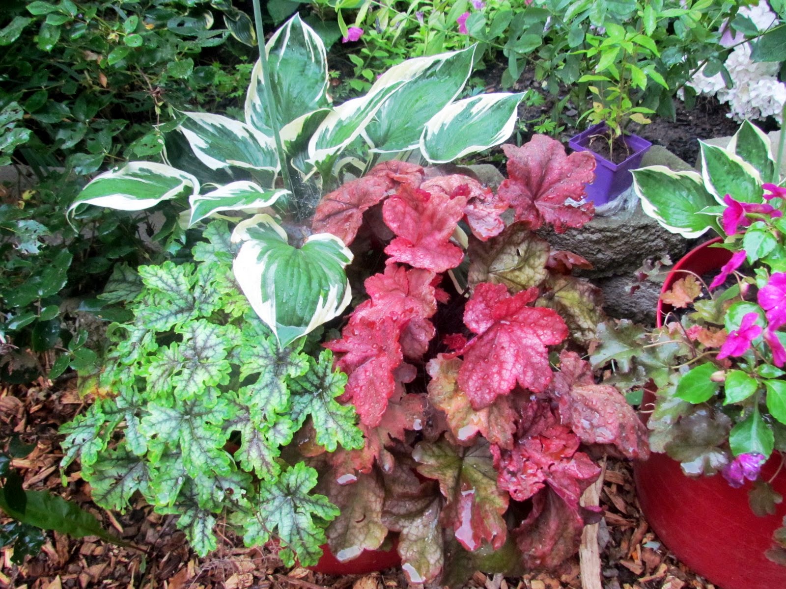 Fibermania Potted Perennials