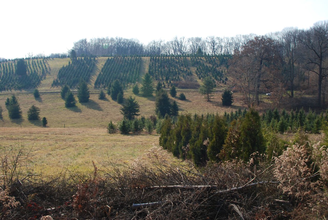 Wife, Mother, Gardener Renick's Christmas Tree Farm