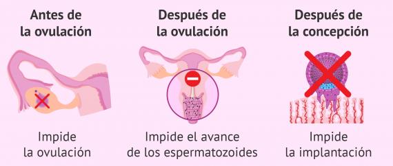 De ovulacion despues la