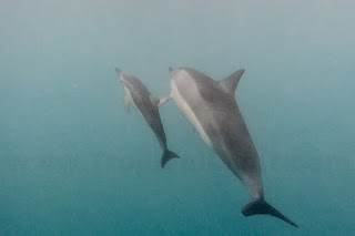 http://www.tropicallight.com/water/dolphins/10aug18dolphins/10aug18dolphins.html