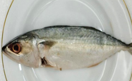 Perbedaan Ikan Tuna Tongkol Tenggiri Dan Ikan Kembung - Tips Membedakan