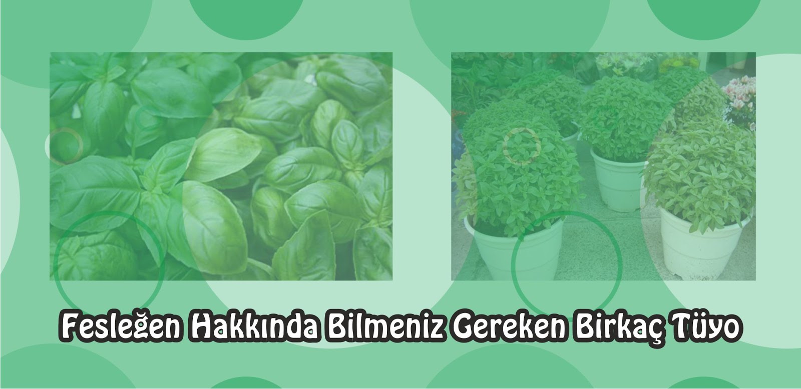 Fesleğenin Faydaları Hakkında Bilgiler Fesleğenin Faydaları Hakkında Bilgiler