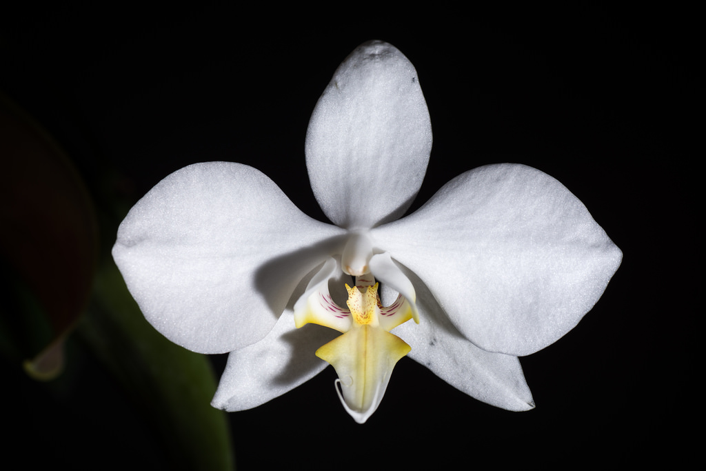 фаленопсис афродита. фаленопсис афродита. фаленопсис афродита. орхидея фаленопсис aphrodite. фаленопсис афродиты.