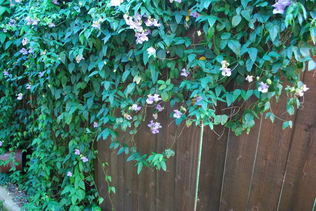 Centerpointe Communicator Landscaping Made Easy, Part 11 Corkscrew vine