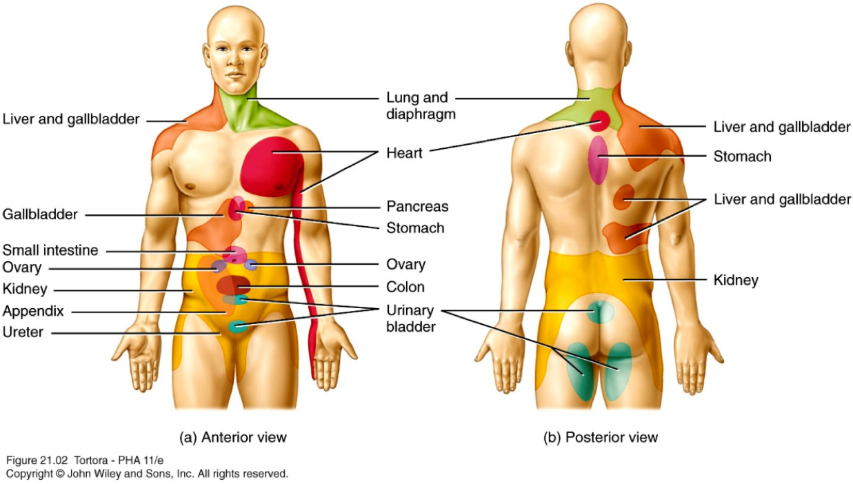 Muchos gases dolor abdominal