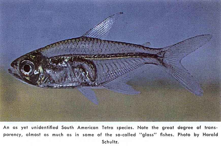 glass tetra fish a South American glass tetra fish, 1962 color photograph