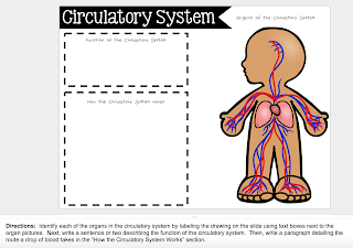 A google slides project about the circulatory system