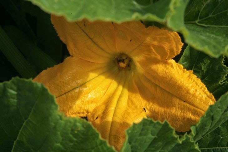 He Started With Some Boxes, 60 Days Later, The Neighbors Could Not Believe What He Built - As an added bonus, he noticed beautiful flowers blossom before squash grows.