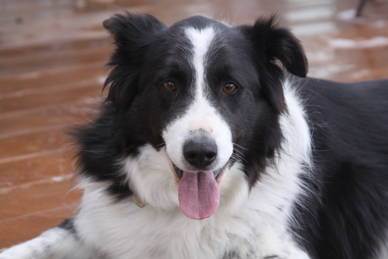 79+ Getting A Border Collie l2sanpiero