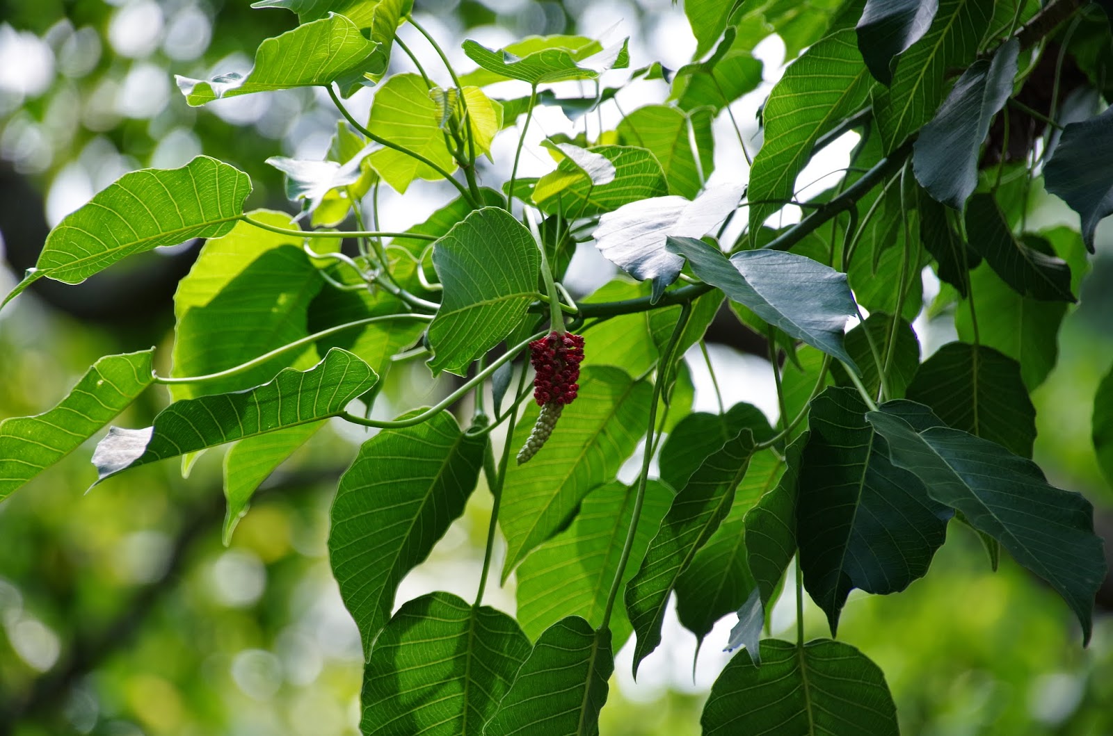 Trees and Plants: Sandbox Tree; Pin Wheel Tree (Hura Crepitans)