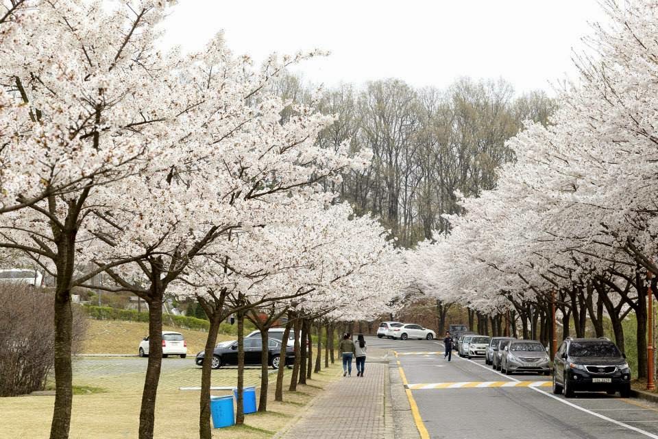 Mùa hoa Đại học Myongji