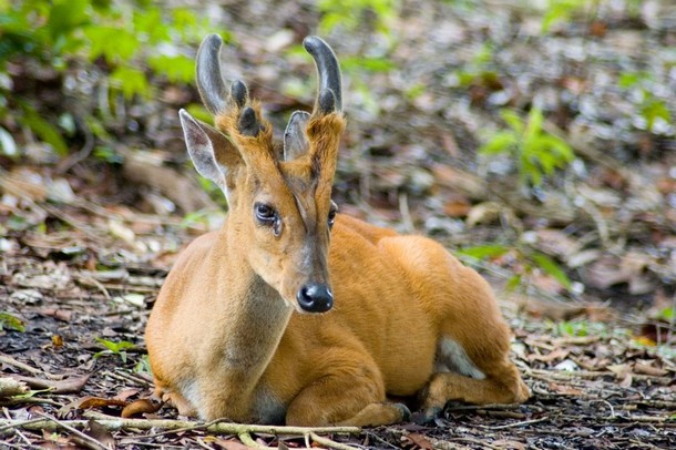 Southern Red Muntjac