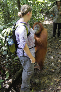 orangutan want to rob bag from tourist