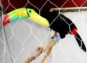 Tucán Foto de un tucán en una dentro de una jaula