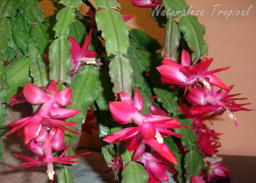 Flores púrpuras del popular Cactus de Navidad donde se observan la forma de sus tallos y flores, género Schlumbergera