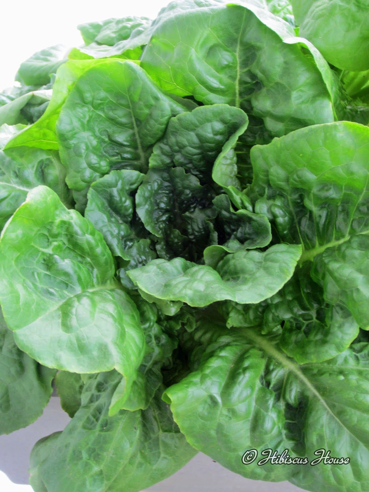 Hibiscus House Lettuce Rail Garden and Critters