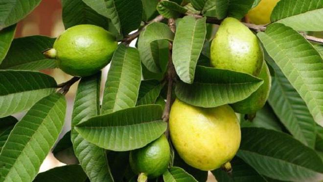 Mẹo sử dụng lá ổi giúp làn da và mái tóc đẹp