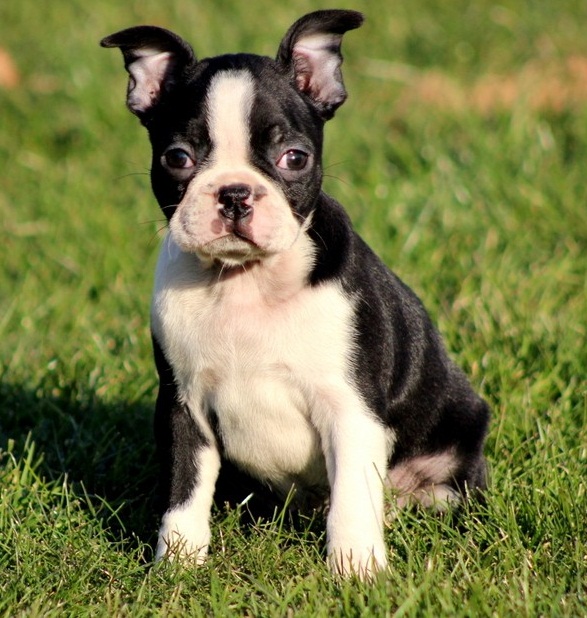 Puppies Pictures for Pet Boston Terrier Puppy Pictures