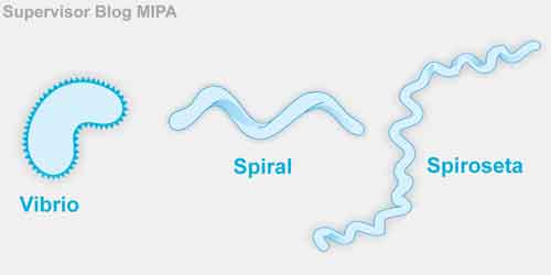 Pengelompokkan Bakteri Berdasarkan Bentuk Sel spiral (spirila atau spirilum)