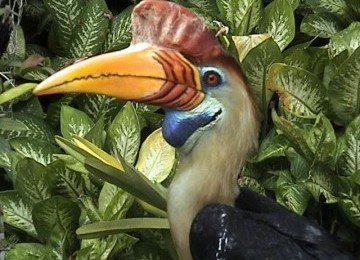 AgungBackPakcer Foto Burung Indonesia 1