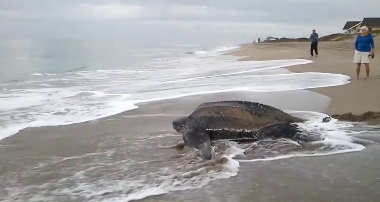Amazing Footage Depicts The Largest Sea Turtle In The World Emerging From The Sea And Looking Majestic