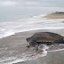 Amazing Footage Depicts The Largest Sea Turtle In The World Emerging From The Sea And Looking Majestic