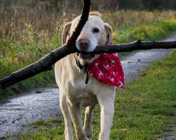 Labradors retriever like to keep things in their mouths Labradors retriever like to keep things in their mouths