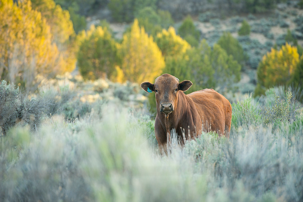 Sugar Rush Photo + Video: {CATTLE DRIVE} Evans Beefmaster Ranch Shoot 2014