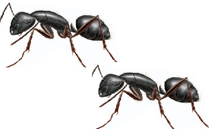 Carpenter Ants How to find the nest How to get rid of ants naturally from your house Carpenter Ants How to find the nest How to get rid of ants naturally from your house