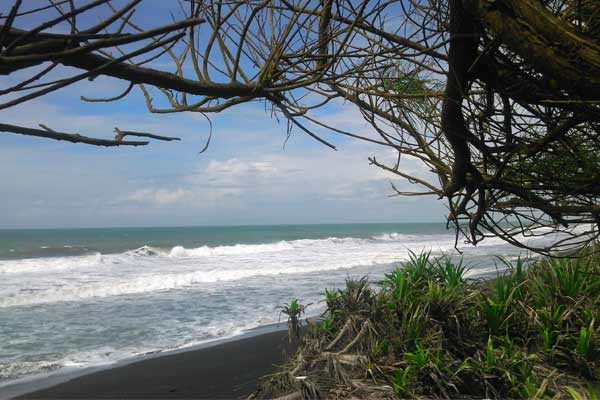 Pantai Bugel, Wisata Pantai Cemara di Kulon Progo