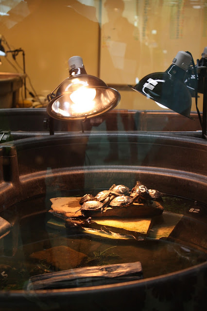 Endangered Blanding's Turtles being nurtured in the Peggy Notebaert Nature Museum.