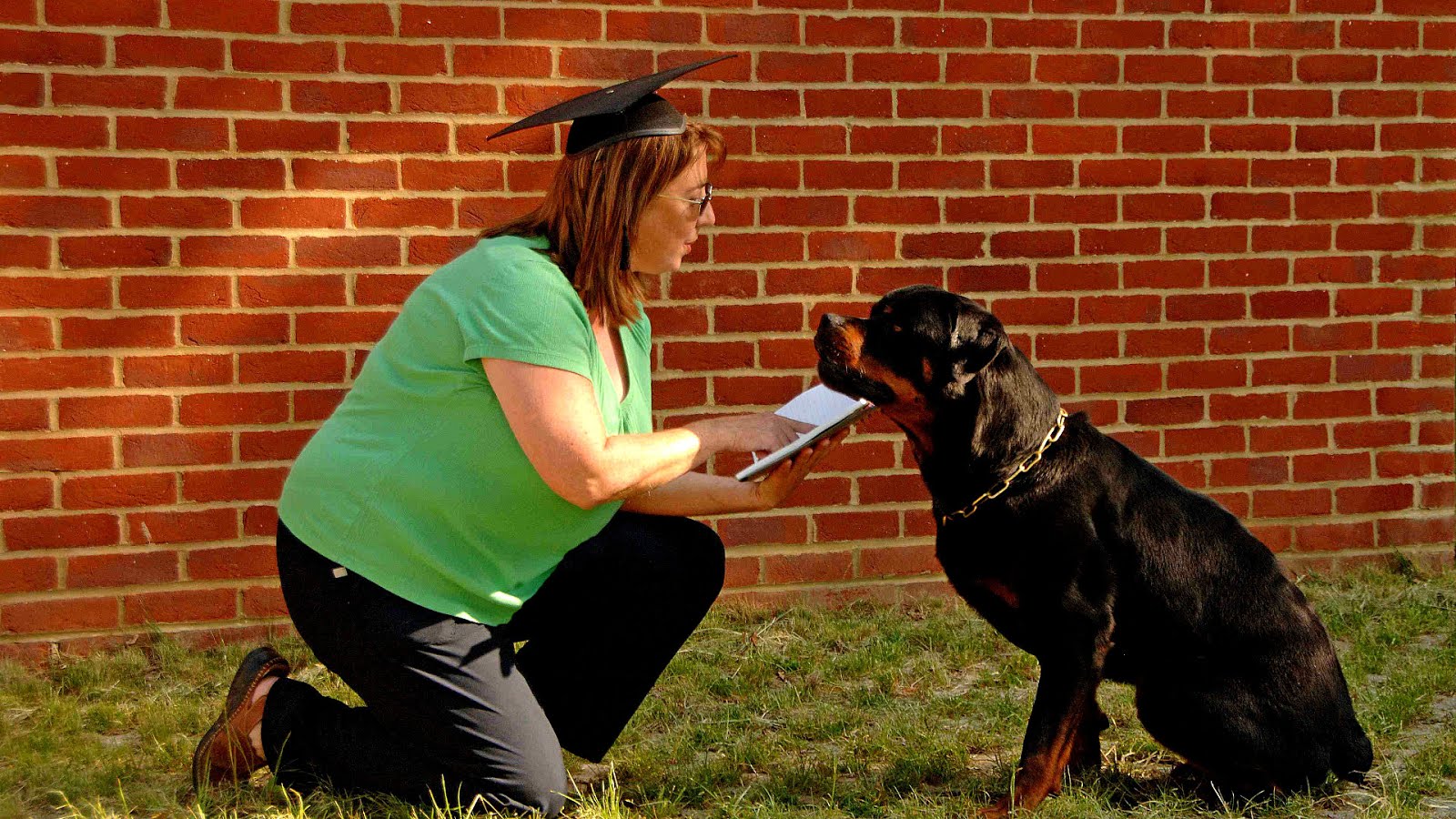 Dangerous Dogs Act 1991 Danger Choices