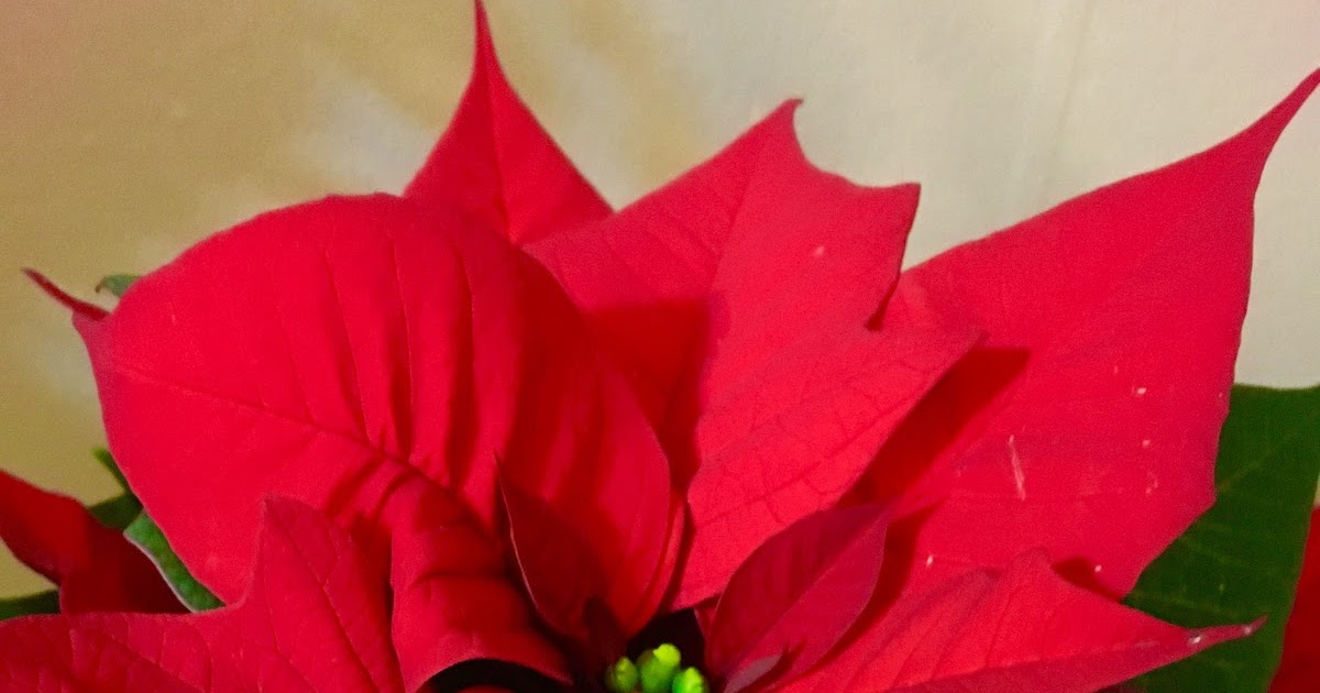 My Apartment Plants Poinsettia How to keep it alive past Christmas