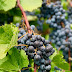 Missouri Wineries Near St. Louis