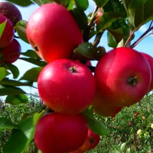 https://www.treesandplants.co.uk/categories/Fruit-Trees/