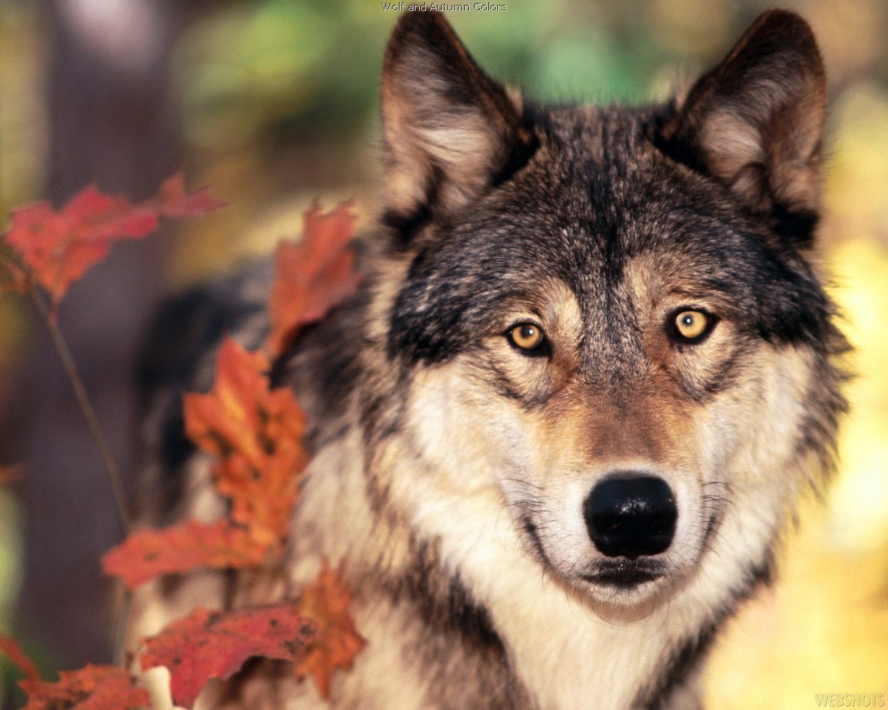 HD Wallpapers and Backgrounds of animals and pets: Foxes, Horses, Tiger, Dogs, Cats, Squirrels, Rabits and Others
