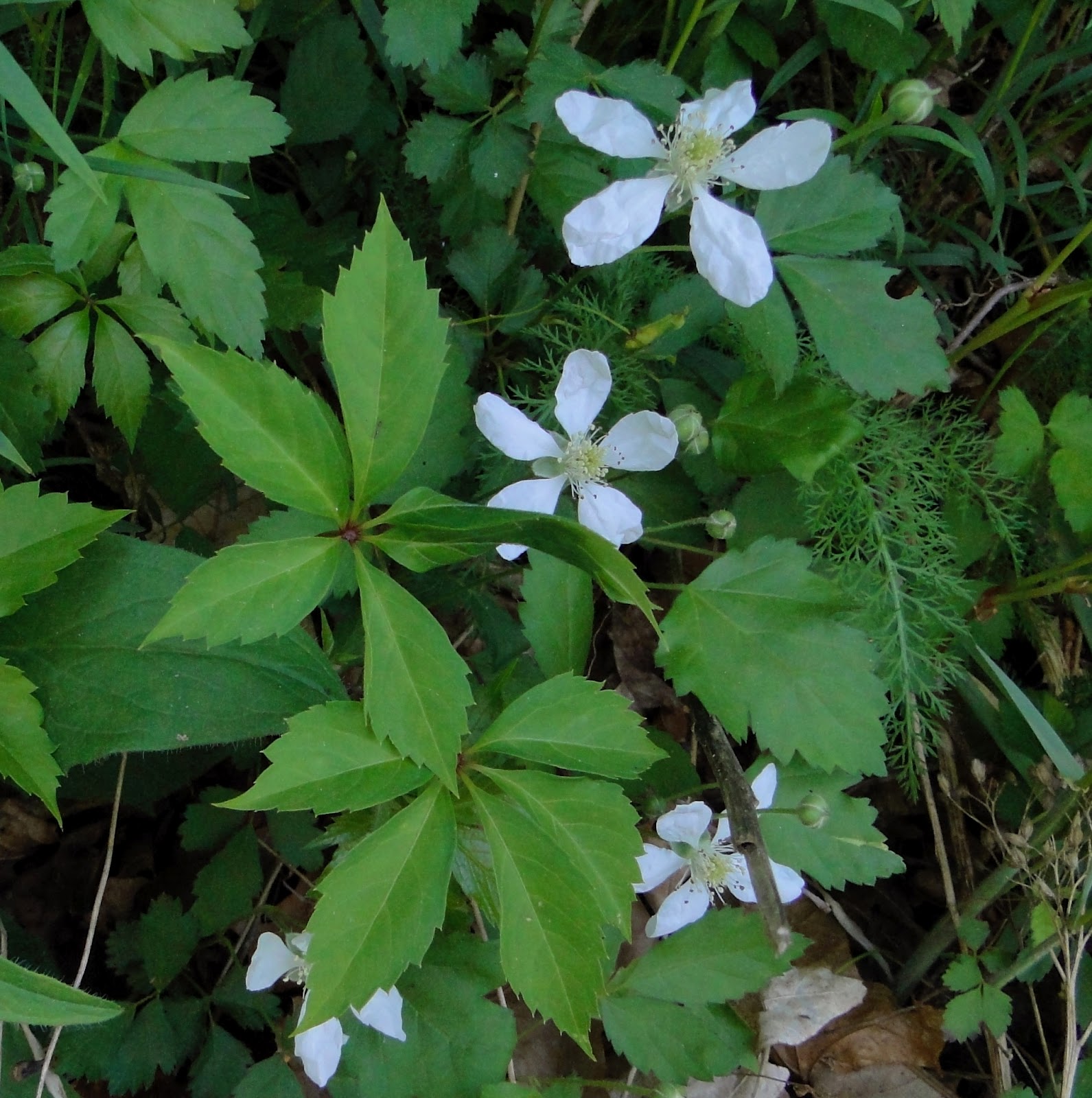Rach�s Wildflower Images Wild Raspberry Flower