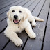 5 Smartest Dog Breeds Chosen by Veterinary Professionals thumbnail