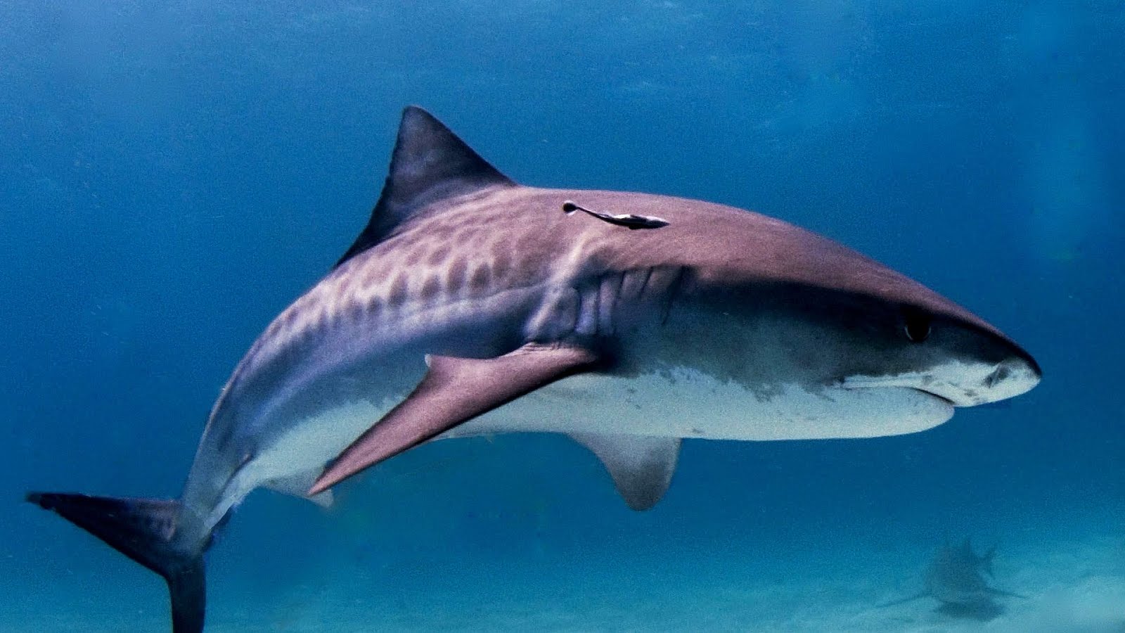 Why Are Mako Sharks Endangered Danger Choices