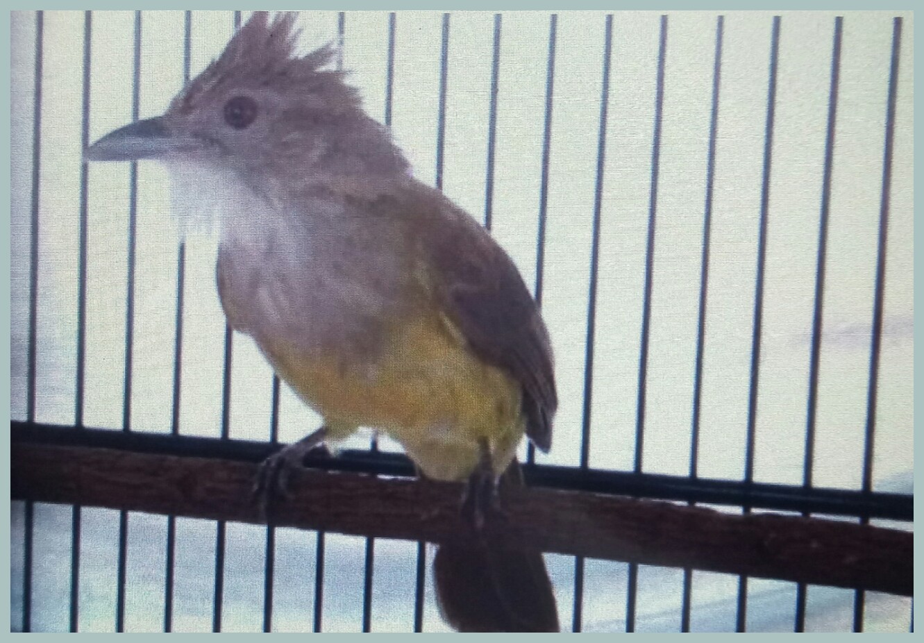 Cara Mengatasi Cucak Jenggot Over Birahi Hobi Burung Cara Mengatasi Cucak Jenggot Over Birahi Hobi Burung